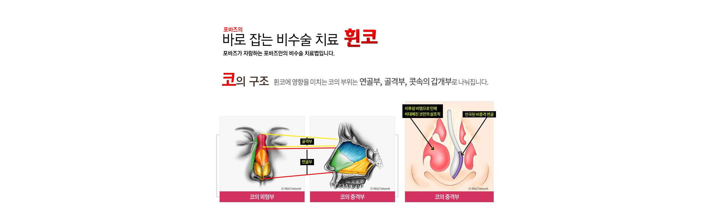 휜코 교정 - 코의 구조